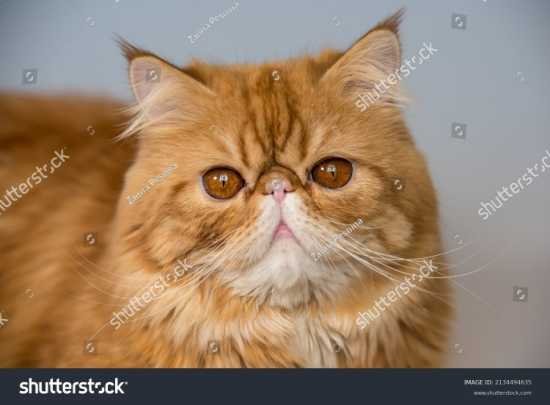persian cat in red and white colour